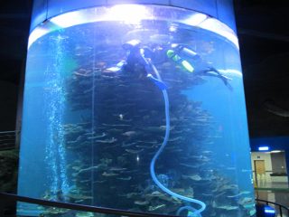 aiškus akrilo cilindras, didelis žuvų bakas akvariumuose ar vandenynų parke