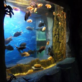 2018 Akvariumo lango aukščiausios kokybės akrilo skydas