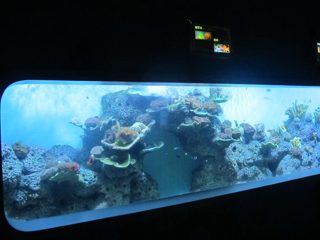 Dirbtinis akrilo cilindrinis akrilo akvariumas / peržiūros langas