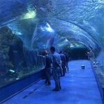 Akrilo tunelio oceanarium projektas viešuose akvariumuose